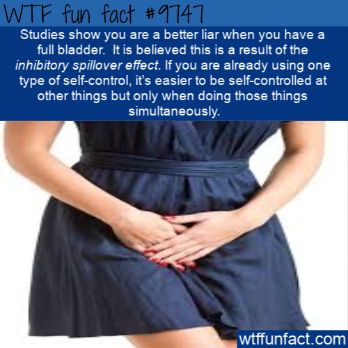 Amazing random fact - Wtf fun fact Studies show you are a better liar when you have a full bladder. It is believed this is a result of the inhibitory spillover effect. If you are already using one type of selfcontrol, it's easier to be selfcontrolled at o