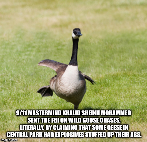 goose - 911 Mastermind Khalid Sheikh Mohammed Sent The Fbi On Wild Goose Chases, Literally, By Claiming That Some Geese In Central Park Had Explosives Stuffed Up Their Ass. imgflip.com