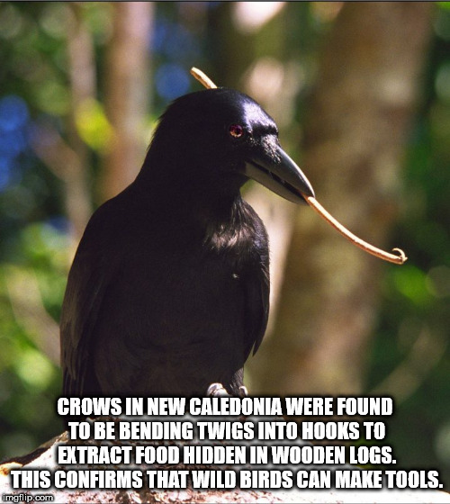 beak - Crows In New Caledonia Were Found To Be Bending Twigs Into Hooks To Extract Food Hidden In Wooden Logs. This Confirms That Wild Birds Can Make Tools. imgflip.com