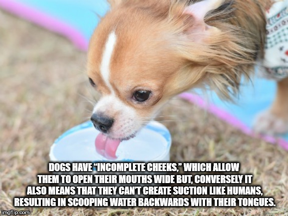 Dogs Have "Incomplete Cheeks," Which Allow Them To Open Their Mouths Wide But, Conversely It Also Means That They Can'T Create Suction Humans. Resulting In Scooping Water Backwards With Their Tongues. imgflip.com