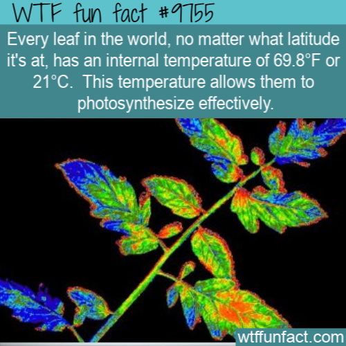 leaf - Wtf fun fact Every leaf in the world, no matter what latitude it's at, has an internal temperature of 69.8F on 21C. This temperature allows them to photosynthesize effectively. wtffunfact.com