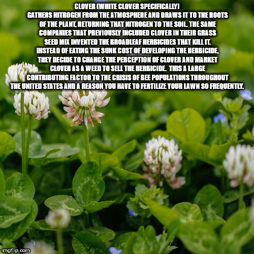 Clover - Clover White Clover Specifically Gathers Nitrogen From The Atmosphere And Draws It To The Roots Of The Plant, Returning That Nitrogen To The Soil The Same Companies That Previously Included Clover In Their Grass Seed Mox Invented The Broadleaf He