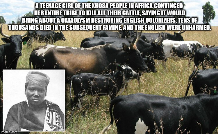 nguni cattle in namibia - A Teenage Girl Of The Xhosa People In Africa Convinced Her Entire Tribe To Kill All Their Cattle, Saying It Would Bring About A Cataclysm Destroying English Colonizers. Tens Of Thousands Died In The Subsequent Famine, And The Eng
