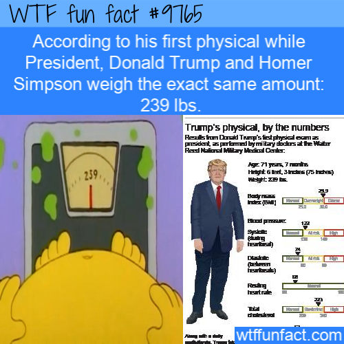 human behavior - Wtf fun fact According to his first physical while President, Donald Trump and Homer Simpson weigh the exact same amount 239 lbs Trump's physical, by the numbers Registrum Dord Trump's first physical em president perfomed by military brat