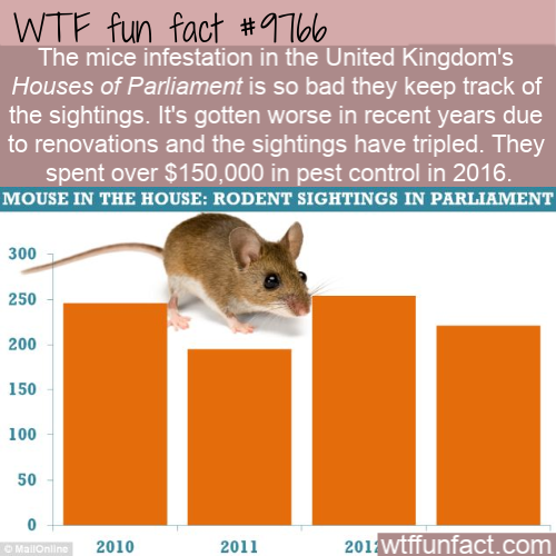 mouse - Wtf fun fact The mice infestation in the United Kingdom's Houses of Parliament is so bad they keep track of the sightings. It's gotten worse in recent years due to renovations and the sightings have tripled. They spent over $150,000 in pest contro