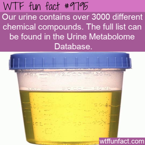 fun facts - liquid - Wtf fun fact Our urine contains over 3000 different chemical compounds. The full list can be found in the Urine Metabolome Database. wtffunfact.com