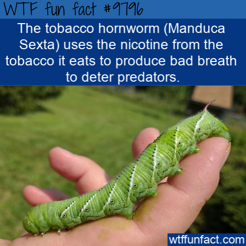 fun facts - caterpillar - Wtf fun fact The tobacco hornworm Manduca Sexta uses the nicotine from the tobacco it eats to produce bad breath to deter predators. wtffunfact.com