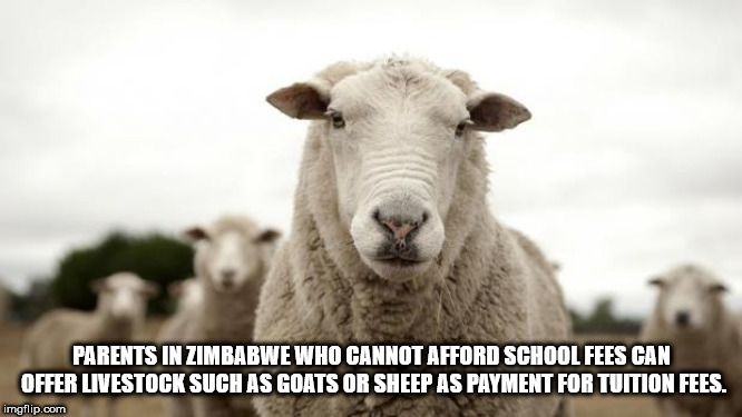 fun facts - sheep memes - Parents In Zimbabwe Who Cannot Afford School Fees Can Offer Livestock Such As Goats Or Sheep As Payment For Tuition Fees. imgflip.com
