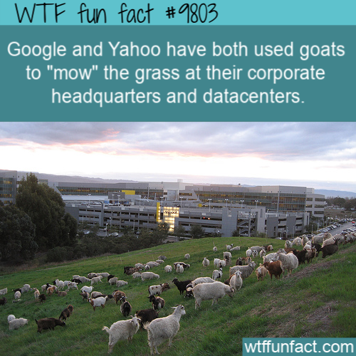 google goats - Wtf fun fact Google and Yahoo have both used goats to "mow" the grass at their corporate headquarters and datacenters. wtffunfact.com