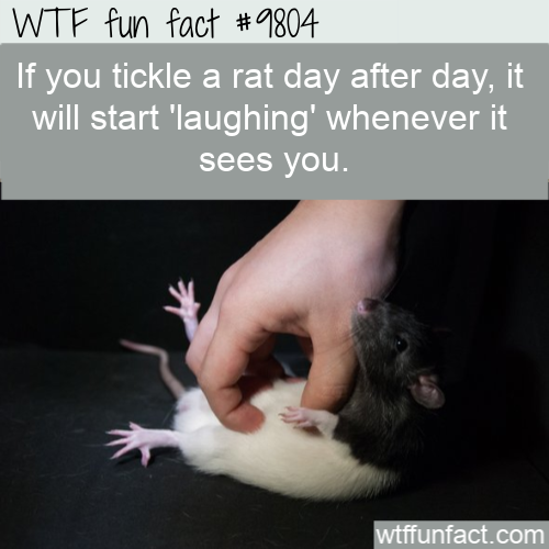 rats being tickled - Wtf fun fact If you tickle a rat day after day, it will start 'laughing' whenever it sees you. wtffunfact.com