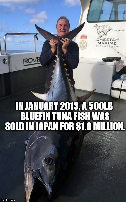 Cheetah Marine Catamarans Rove In , A 500LB _BLUEFIN Tuna Fish Was Sold In Japan For $1.8 Million. imgflip.com