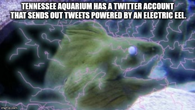electric eel electricity - Tennessee Aquarium Has A Twitter Account That Sends Out Tweets Powered By An Electriceel. imgflip.com