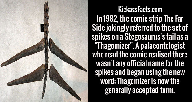 angle - KickassFacts.com In 1982, the comic strip The Far Side jokingly referred to the set of spikes on a Stegosaurus's tail as a "Thagomizer". A palaeontologist who read the comic realised there wasn't any official name for the spikes and began using th