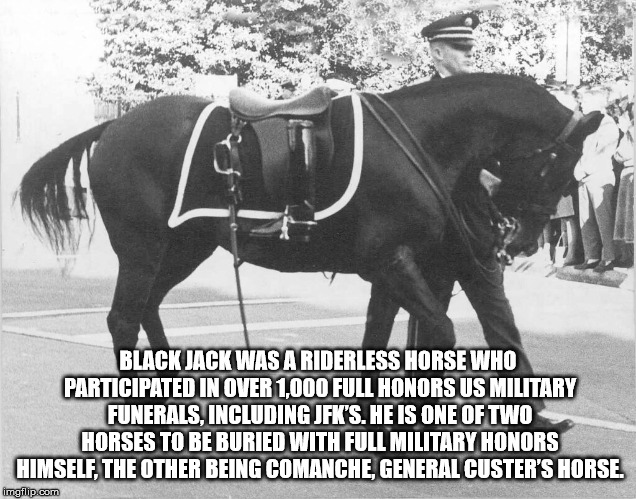 riderless horse - Blackjack Was A Riderless Horse Who Participated In Over 1.000 Full Honors Us Military Funerals, Including Jfk'S. He Is One Of Two Horses To Be Buried With Full Military Honors Himself, The Other Being Comanche, General Custer'S Horse. i