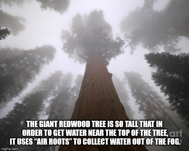 fog - The Giant Redwood Tree Is So Tall That In Order To Get Water Near The Top Of The Tree art It Uses "Air Roots" To Collect Water Out Of The Fog. imgflip.com