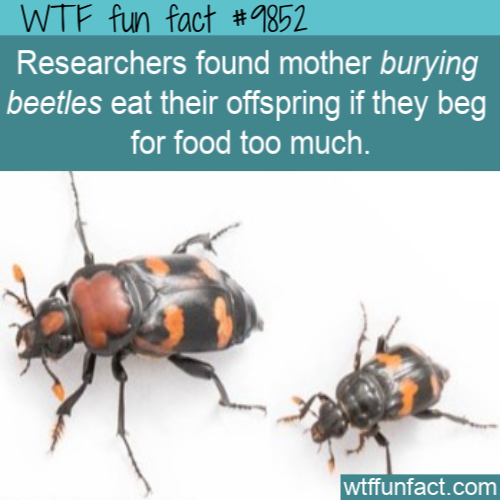 pest - Wtf fun fact Researchers found mother burying beetles eat their offspring if they beg for food too much. wtffunfact.com