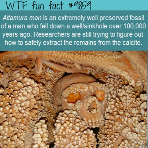 altamura man - Wtf fun fact Altamura man is an extremely well preserved fossil of a man who fell down a wellsinkhole over 100,000 years ago. Researchers are still trying to figure out how to safely extract the remains from the calcite.