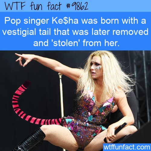 john 3 16 - Wtf fun fact Pop singer Ke$ha was born with a vestigial tail that was later removed and 'stolen' from her. Cos wtffunfact.com