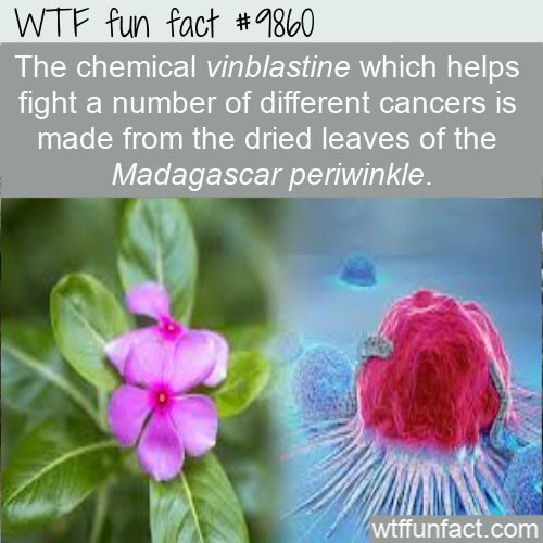 petal - Wtf fun fact The chemical vinblastine which helps fight a number of different cancers is made from the dried leaves of the Madagascar periwinkle. wtffunfact.com