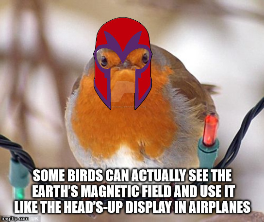 beak - Some Birds Can Actually See The Earth'S Magnetic Field And Use It The Head'SUp Display In Airplanes imgflip.com Uk