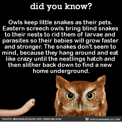 did you know owls - did you know? Owls keep little snakes as their pets. Eastern screech owls bring blind snakes to their nests to rid them of larvae and parasites so their babies will grow faster and stronger. The snakes don't seem to mind, because they 