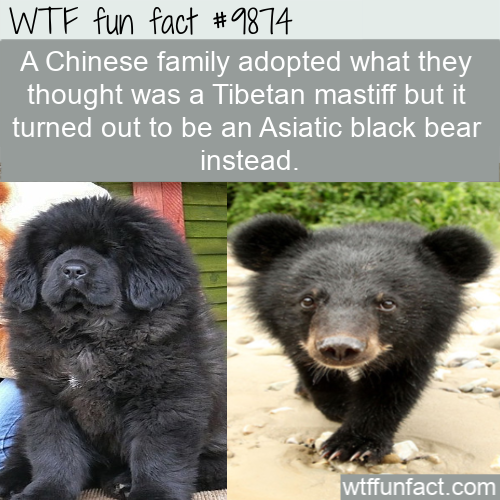 sos children's villages - Wtf fun fact A Chinese family adopted what they thought was a Tibetan mastiff but it turned out to be an Asiatic black bear instead. wtffunfact.com