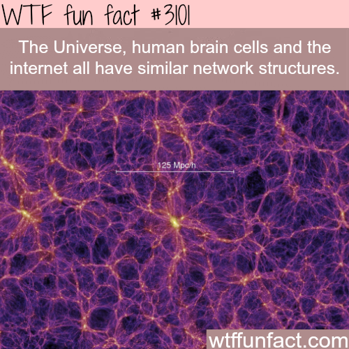 large scale structure - Wtf fun fact The Universe, human brain cells and the internet all have similar network structures. wtffunfact.com