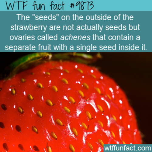 strawberry ovaries - Wtf fun fact The "seeds" on the outside of the strawberry are not actually seeds but ovaries called achenes that contain a separate fruit with a single seed inside it. wtffunfact.com