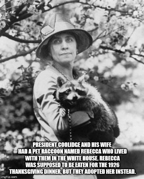 grace coolidge raccoon - President Coolidge And His Wife Had A Pet Raccoon Named Rebecca Who Lived With Them In The White House. Rebecca Was Supposed To Be Eaten For The 1926 Thanksgiving Dinner. But They Adopted Her Instead. imgflip.com