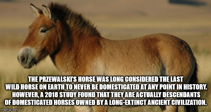 przewalski's horse - The Przewalski'S Horse Was Long Considered The Last Wild Horse On Earth To Never Be Domesticated At Any Point In History. However, A 2018 Study Found That They Are Actually Descendants Of Domesticated Horses Owned By A LongExtinct Anc