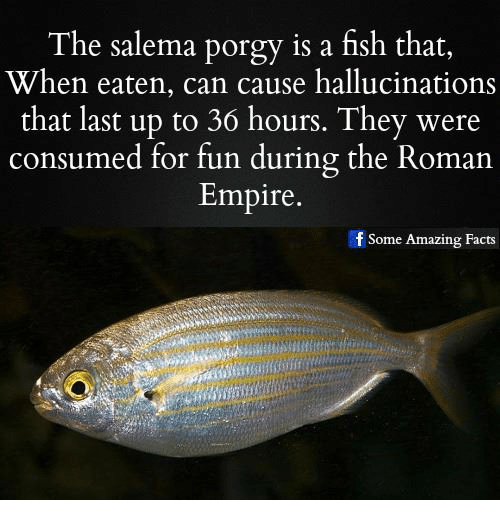 fish that causes hallucinations - The salema porgy is a fish that, When eaten, can cause hallucinations that last up to 36 hours. They were consumed for fun during the Roman Empire. f Some Amazing Facts