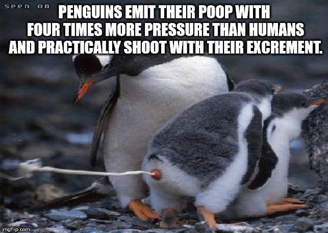 pilatus - seen on Penguins Emit Their Poop With Four Times More Pressure Than Humans And Practically Shoot With Their Excrement. imgflip.com