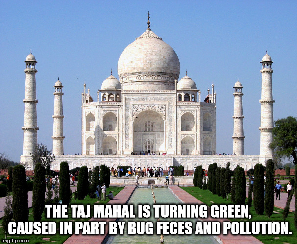 taj mahal - 6610 The Taj Mahal Is Turning Green, Caused In Part By Bug Feces And Pollution. imgflip.com