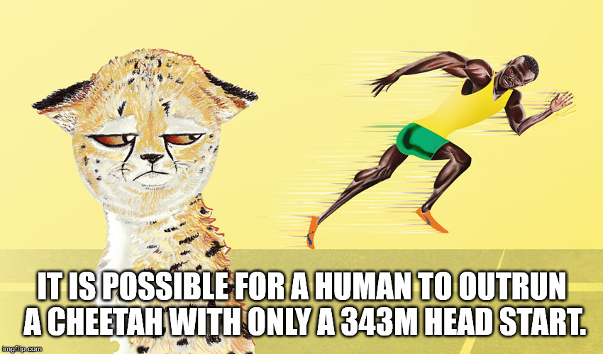 small to medium sized cats - It Is Possible For A Human To Outrun Acheetah With Only A343M Head Start. imgflip.com