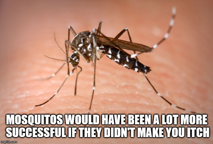 Shower thought about zika mosquito - Mosquitos Would Have Been A Lot More Successful If They Didn'T Make You Itch