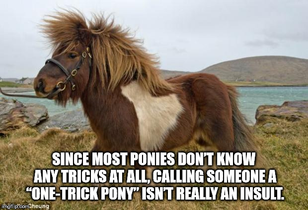Shower thought about Pony - Since Most Ponies Don'T Know Any Tricks At All, Calling Someone A