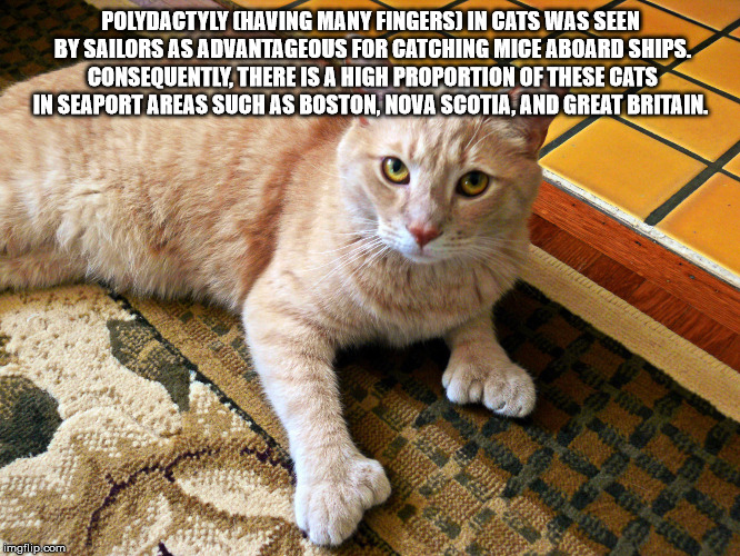 orange tabby polydactyl cat - Polydactyly Chaving Many Fingers In Cats Was Seen By Sailors As Advantageous For Catching Mice Aboard Ships. Consequently, There Is A High Proportion Of These Cats In Seaport Areas Such As Boston, Nova Scotia, And Great Brita