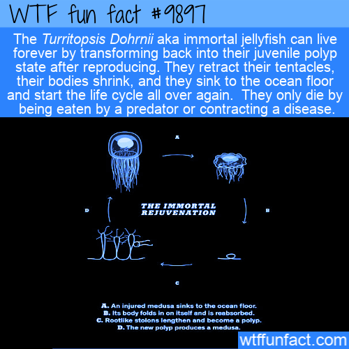 point - fact Wtf fun The Turritopsis Dohrnii aka immortal jellyfish can live forever by transforming back into their juvenile polyp state after reproducing. They retract their tentacles, their bodies shrink, and they sink to the ocean floor and start the 