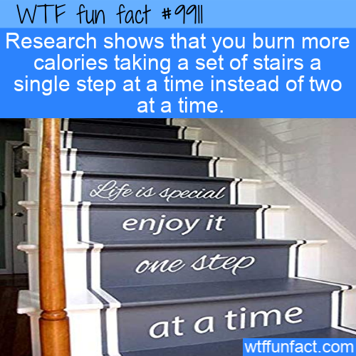 wtf fun fact 9908 - Wtf fun fact Research shows that you burn more calories taking a set of stairs a single step at a time instead of two at a time. Life is special enjoy it one step at a time wtffunfact.com