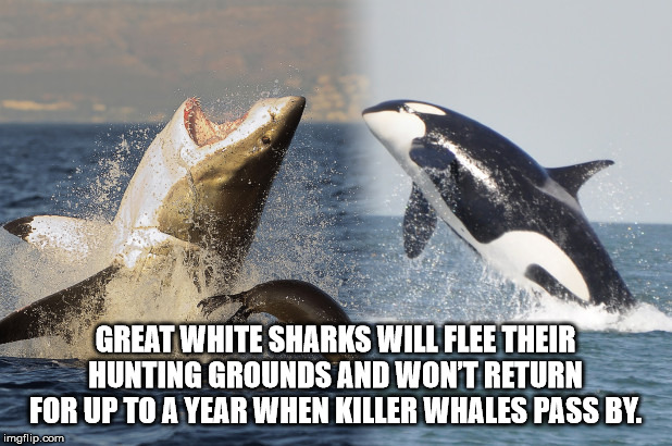 white killer whale - Great White Sharks Will Flee Their Hunting Grounds And Won'T Return For Up To A Year When Killer Whales Pass By. imgflip.com