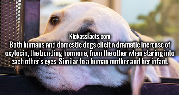 photo caption - Www KickassFacts.com Both humans and domestic dogs elicit a dramatic increase of oxytocin, the bonding hormone, from the other when staring into each other's eyes. Similar to a human mother and her infant.