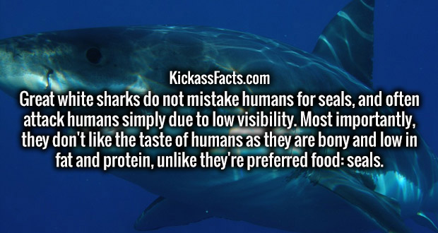 carcharodon carcharias - KickassFacts.com Great white sharks do not mistake humans for seals, and often attack humans simply due to low visibility. Most importantly, they don't the taste of humans as they are bony and low in fat and protein, un they're pr