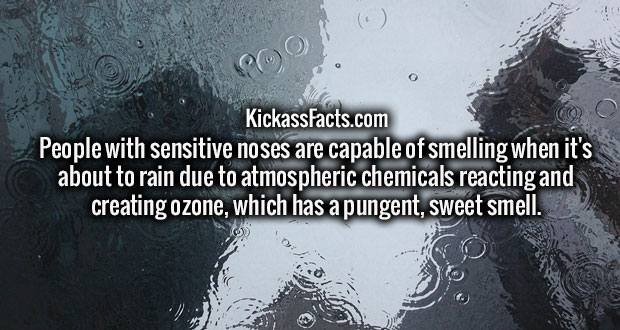 rain - Po KickassFacts.com People with sensitive noses are capable of smelling when it's about to rain due to atmospheric chemicals reacting and creating ozone, which has a pungent, sweet smell. Ko