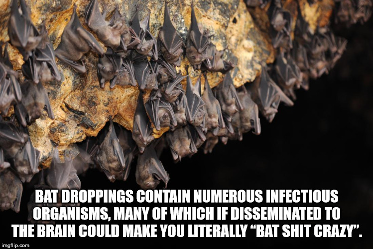 vampire bats in cave - Bat Droppings Contain Numerous Infectious Organisms, Many Of Which If Disseminated To The Brain Could Make You Literallybat Shit Crazy". imgflip.com