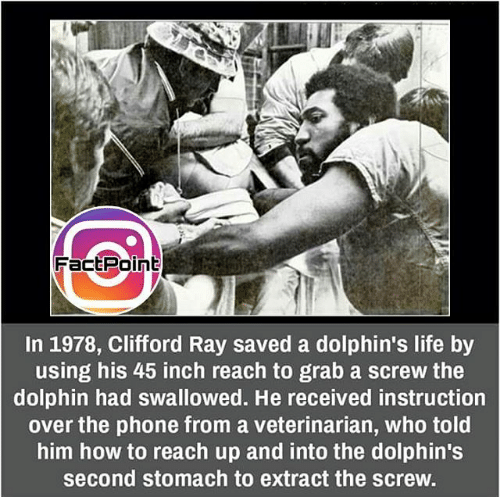 clifford ray dolphin - Om FactPoint In 1978, Clifford Ray saved a dolphin's life by using his 45 inch reach to grab a screw the dolphin had swallowed. He received instruction over the phone from a veterinarian, who told him how to reach up and into the do