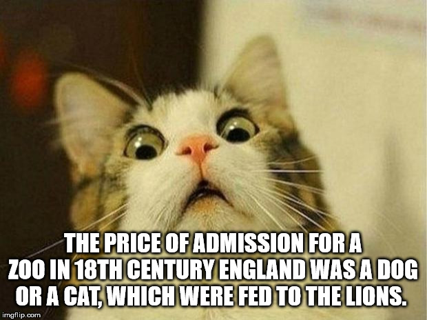 taking a poop - The Price Of Admission For A Zoo In 18TH Century England Was A Dog Or A Cat, Which Were Fed To The Lions. imgflip.com