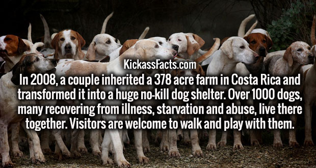 hunting hounds - KickassFacts.com In 2008, a couple inherited a 378 acre farm in Costa Rica and transformed it into a huge nokill dog shelter. Over 1000 dogs, many recovering from illness, starvation and abuse, live there together. Visitors are welcome to