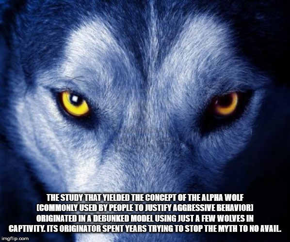ferocious wolf - The Study That Yielded The Concept Of The Alpha Wolf Commonly Used By People To Justify Aggressive Behaviori, Originated In A Debunked Model Using Just A Few Wolves In Captivity. Its Originator Spent Years Trying To Stop The Myth To No Av