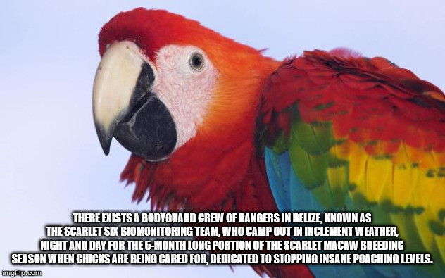 beak - There Exists A Bodyguard Crew Of Rangers In Belze Known As The Scarlet Six Biomonitoring Team, Who Camp Out In Inclement Weather, Night And Day For The 5Month Long Portion Of The Scarlet Macaw Breeding Season When Chicks Are Being Cared For. Dedica