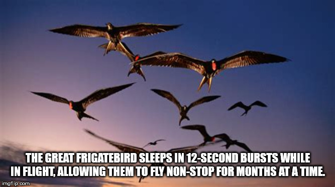 Frigatebird - The Great Frigatebird Sleeps In 12Second Bursts While In Flight. Allowing Them To Fly NonStop For Months At A Time. imgflip.com